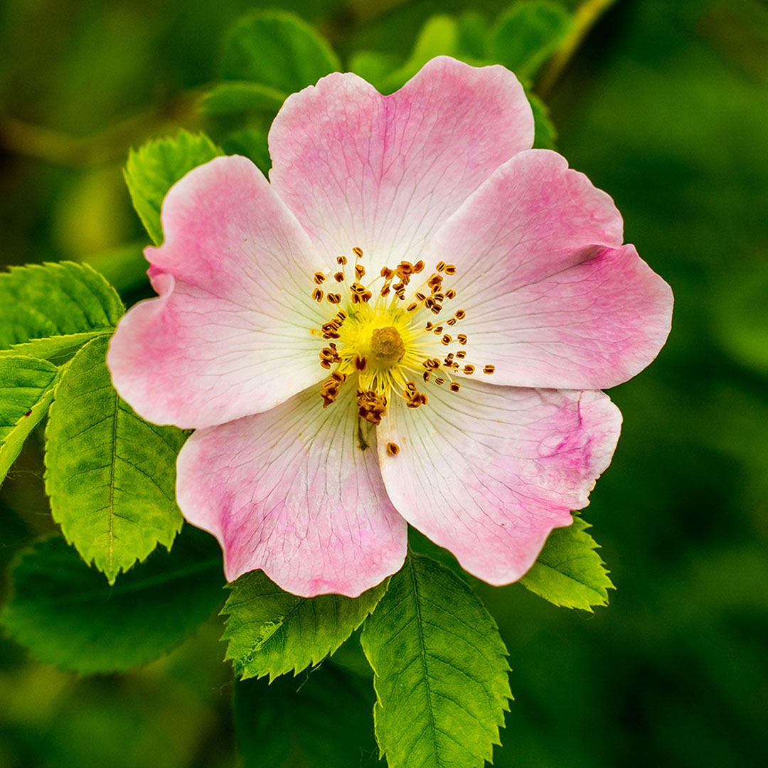 Close-up of a dog rose, Rosa canina, with green leaves on a blurry background.